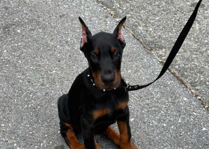 Estetikli Doberman yavrular